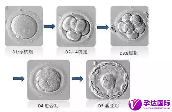 後 胚 移植